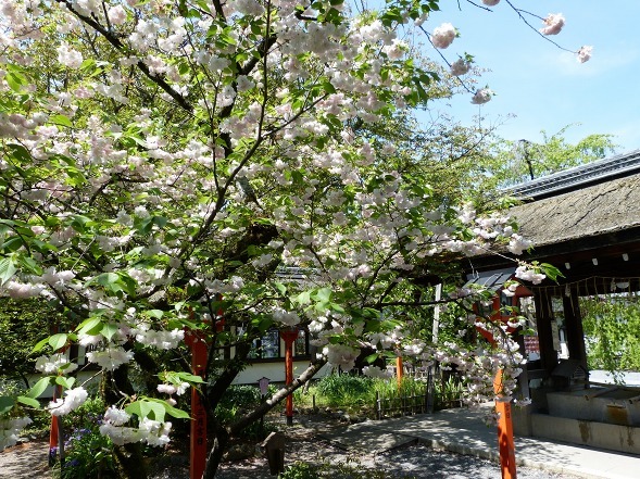 平野神社の遅咲きの桜_b0299042_12365723.jpg