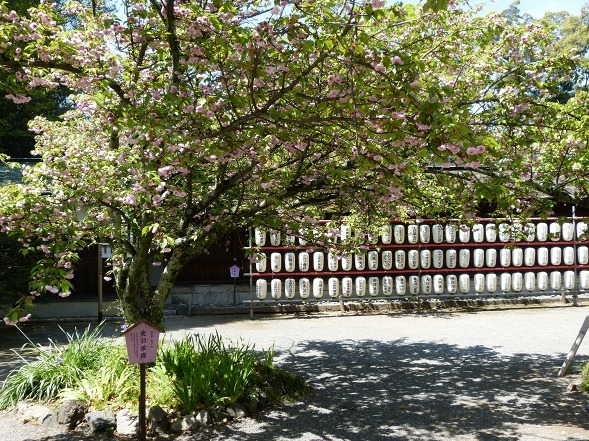 平野神社の遅咲きの桜_b0299042_12372325.jpg