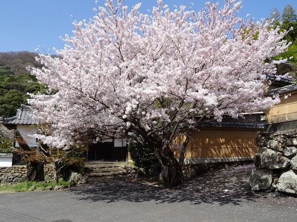 勝持寺の西行桜_b0299042_13273885.jpg