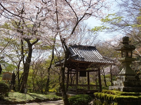 勝持寺の西行桜_b0299042_13283865.jpg