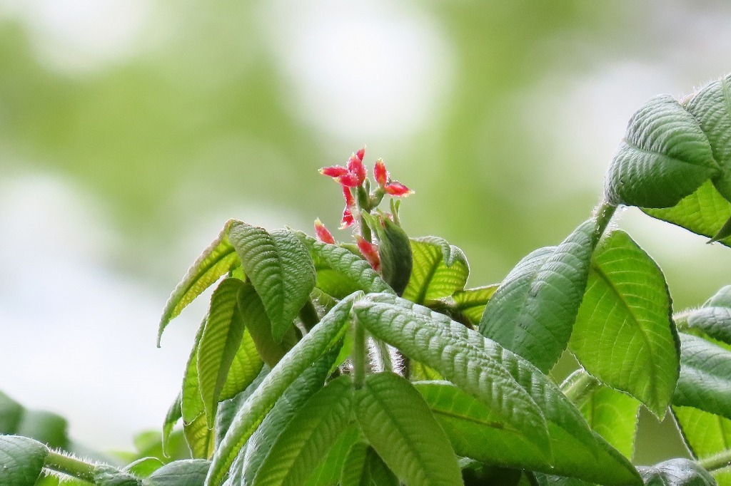 オニグルミやもみじの花 そして 咲き始めたギンランなど ぶらり散歩 四季折々フォト日記 オニグルミやもみじの花 そして 咲き始めたギンランなど ぶらり散歩 四季折々フォト日記