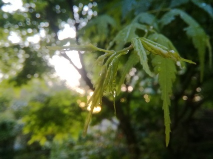 雨あがりの夕庭…_b0368362_04450485.jpg