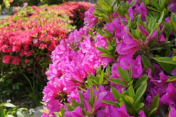 春の花めぐり_e0177271_12091852.jpg