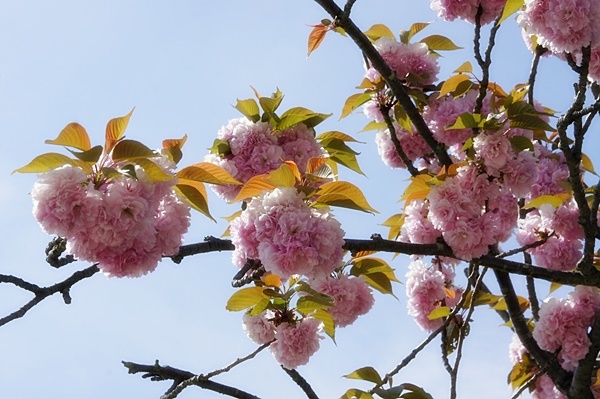 春の花めぐり_e0177271_12093678.jpg