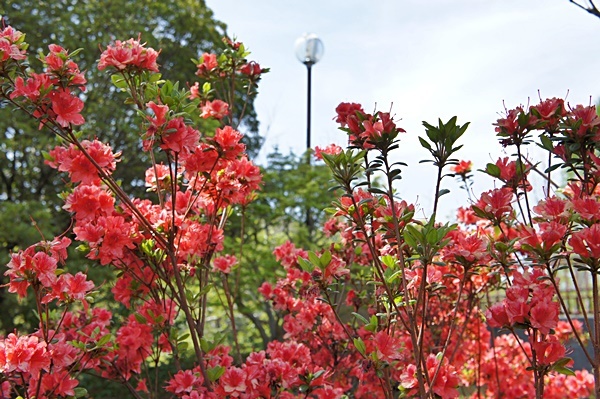 春の花めぐり_e0177271_12095154.jpg