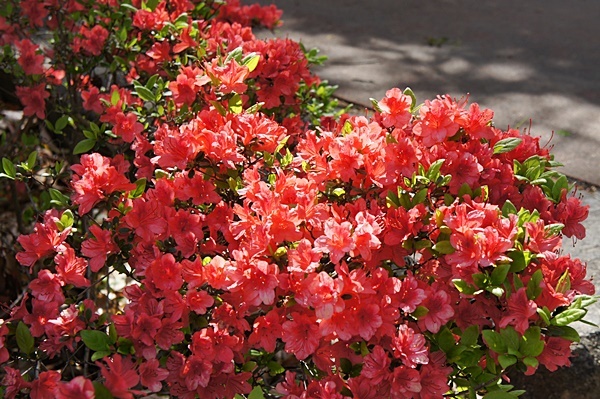 春の花めぐり_e0177271_12101425.jpg
