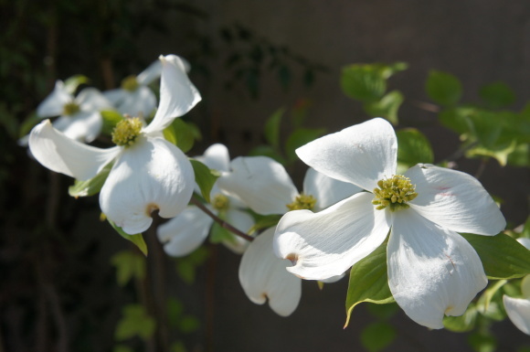 春の花めぐり_e0177271_12104021.jpg