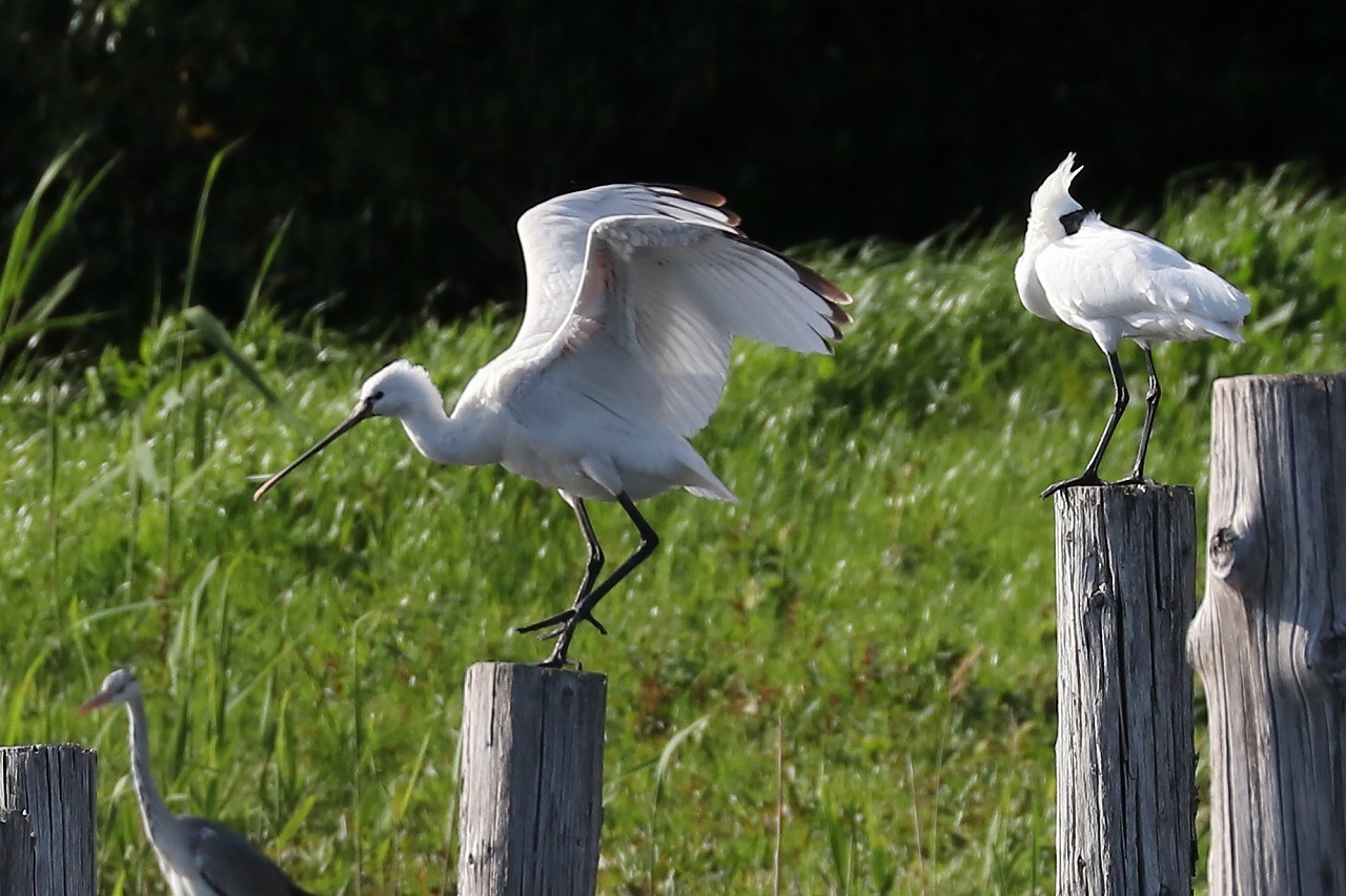 ヘラサギたちは飛ばず 葛西臨海公園鳥類園 21 4 18 東京いきもの雑記帳