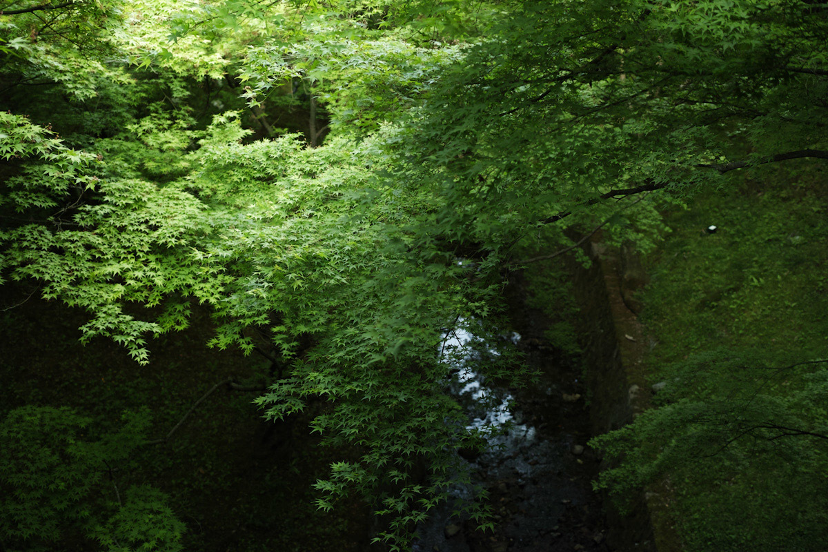 #京都　東福寺の青もみじ　　_c0059485_23201207.jpg