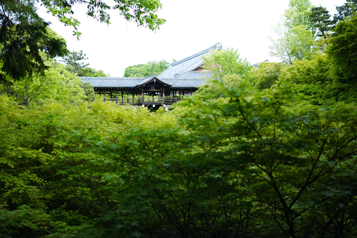 #京都　東福寺の青もみじ　　_c0059485_23211838.jpg