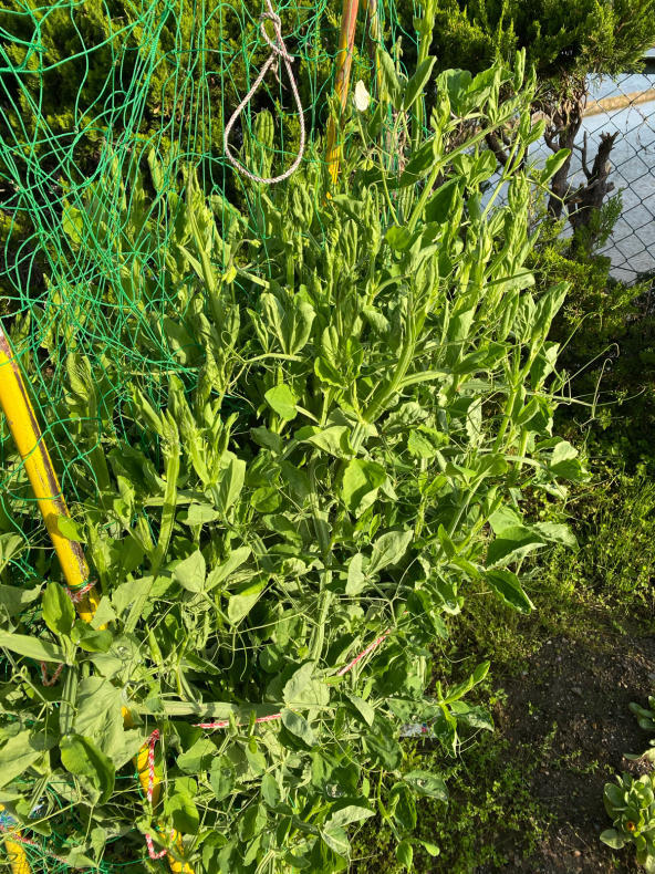 花こよみ21 北側植栽花こよみ 植栽花こよみ 花こよみ21 北側植栽花こよみ 植栽花こよみ