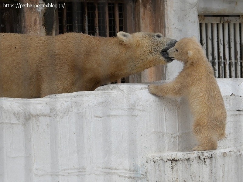 ２０２１年３月　天王寺動物園　その１３_a0052986_08121865.jpg