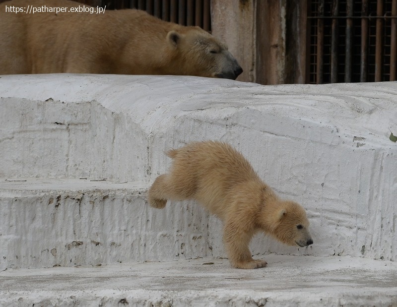 ２０２１年３月　天王寺動物園　その１３_a0052986_08152564.jpg