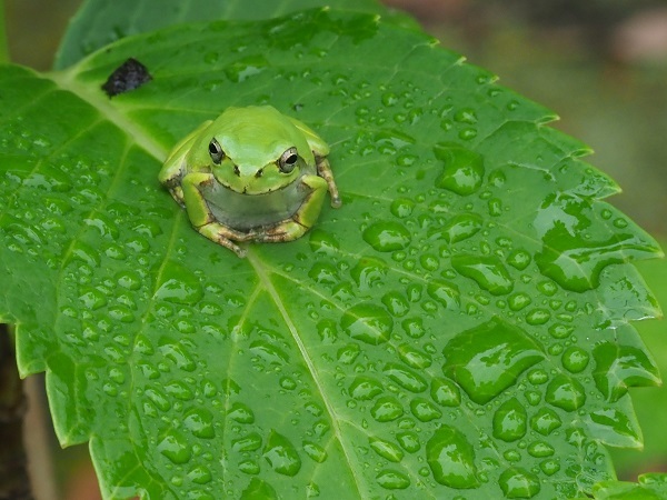 ４月の雨上がり_e0250588_10281978.jpg