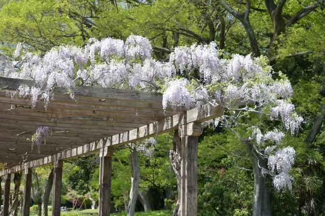 多々良沼散策　～　藤の花を見に_b0356401_19215546.jpg