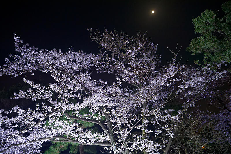 2021桜巡り　夜桜ライトアップ＠妙顕寺・其の2_f0032011_19183173.jpg