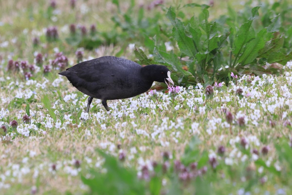 オオバン 雑草のお花畑_f0369315_20123561.jpg