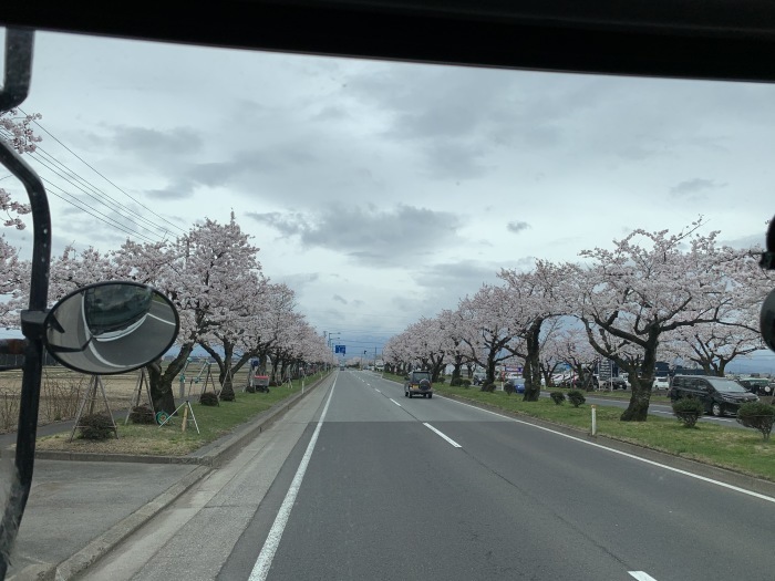 満開!_b0150120_11390083.jpg