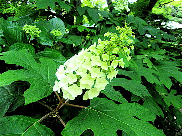 紫陽花と菖蒲 長谷山 本土寺 北小金 Welcome To Koro S Garden 紫陽花と菖蒲 長谷山 本土寺 北小金 Welcome To Koro S Garden