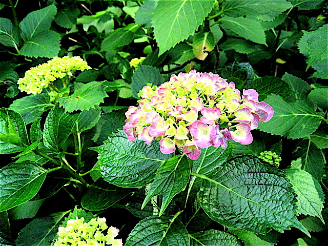 紫陽花と菖蒲 長谷山 本土寺 北小金 Welcome To Koro S Garden