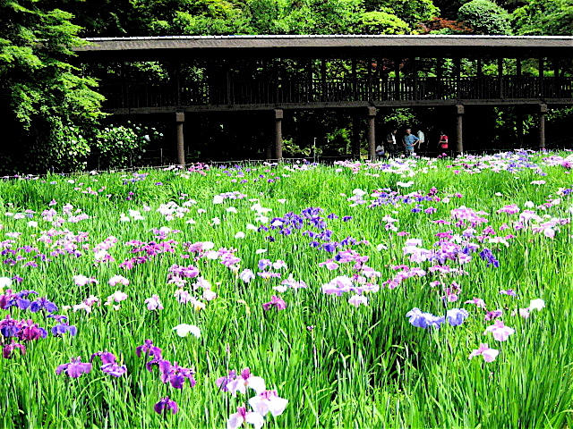 紫陽花と菖蒲 長谷山 本土寺 北小金 Welcome To Koro S Garden 紫陽花と菖蒲 長谷山 本土寺 北小金 Welcome To Koro S Garden