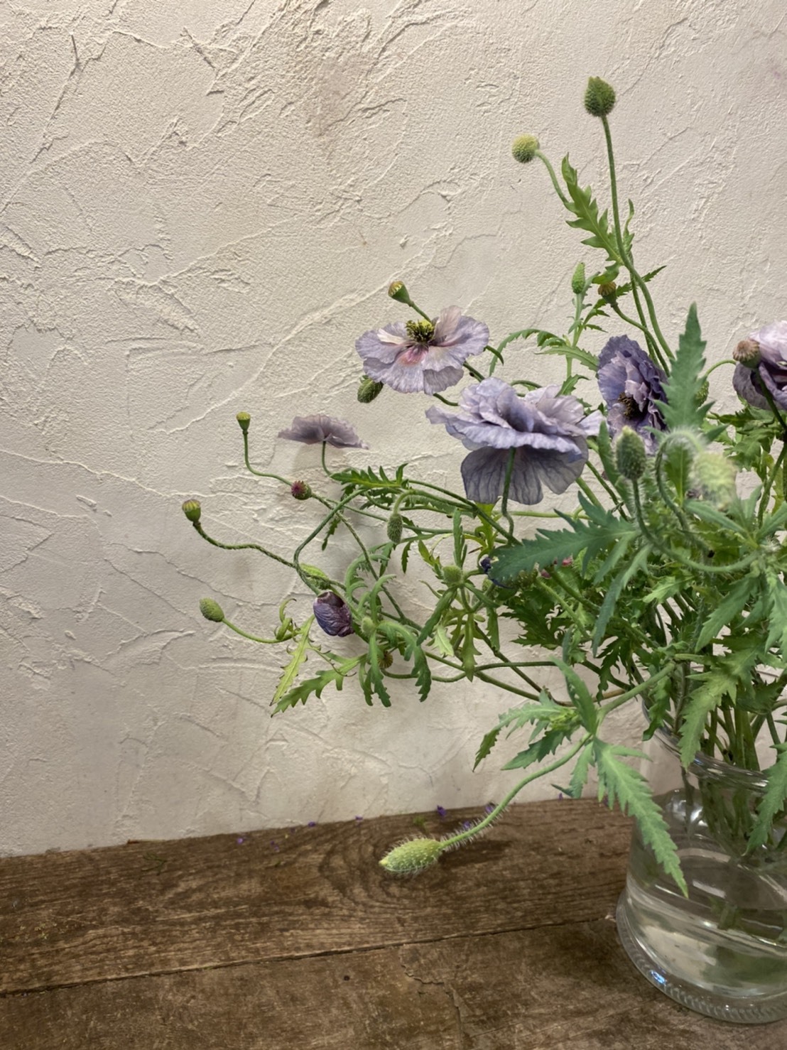 溺愛_c0102228_06265790.jpeg
