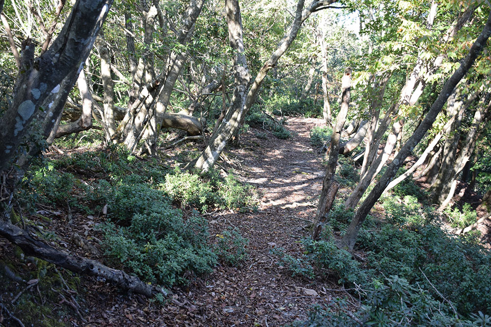 朽木城の詰城・西山城攻城記。 <前編> 登山口~南出曲輪~愛宕神社_e0158128_16423664.jpg