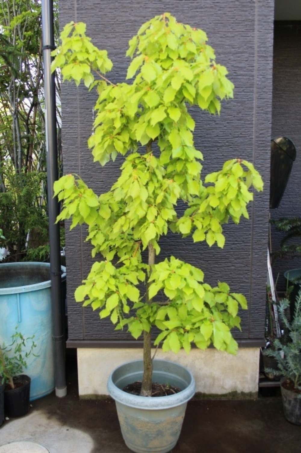 オウゴンカシワ 黄金柏 Quercus aliena'Lutea' 販売 画像 写真 オウゴンカシワ 黄金柏 Quercus aliena'Lutea' 販売 画像 写真