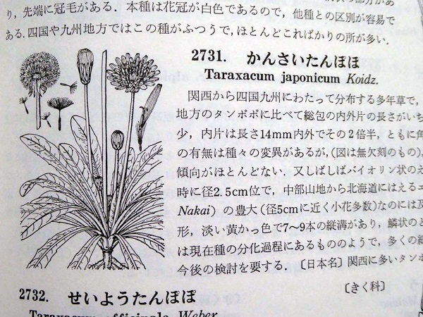 タンポポの日本在来種　　　　　　　　　　　　No.2093_d0103457_23205107.jpg
