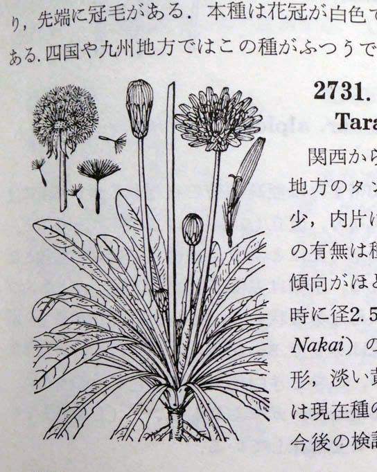 タンポポの日本在来種 No.2093 : 東洋蘭風来記奥部屋 タンポポの日本在来種 No.2093 : 東洋蘭風来記奥部屋