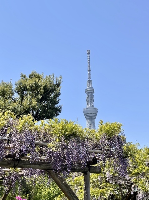 亀戸天神藤まつり To 元祖くず餅 船橋屋 パンのちケーキ時々わんこ