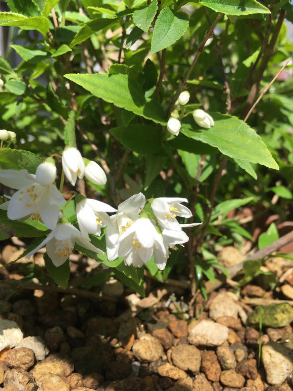 姫ウツギ、桃花深山オダマキ、絞り咲きふうろうそうが咲いた。写真3枚_d0398764_11484938.jpg