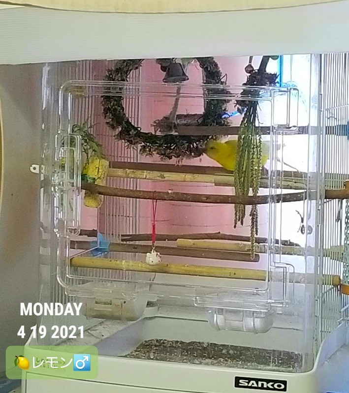 セキセイインコ ルチノー 烏骨鶏かわいいブログ セキセイインコ ルチノー 烏骨鶏かわいいブログ