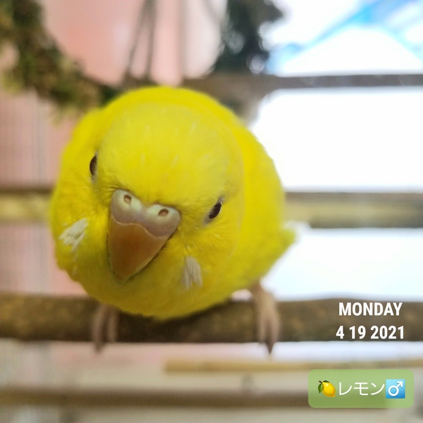 セキセイインコ ルチノー 烏骨鶏かわいいブログ