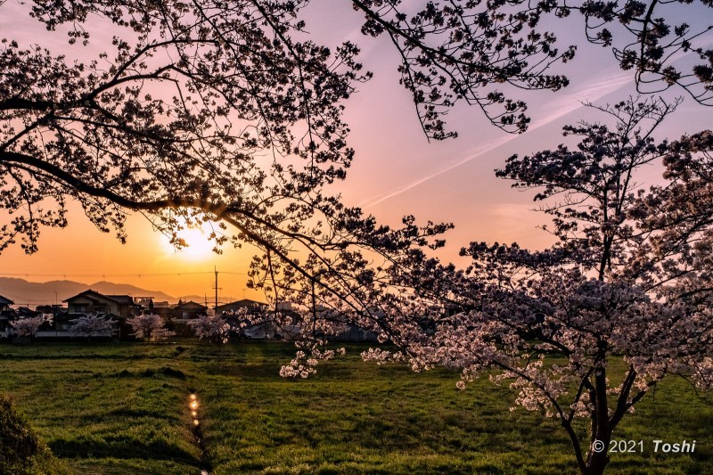 出しそびれた桜　藤原京_c0350572_22530101.jpg