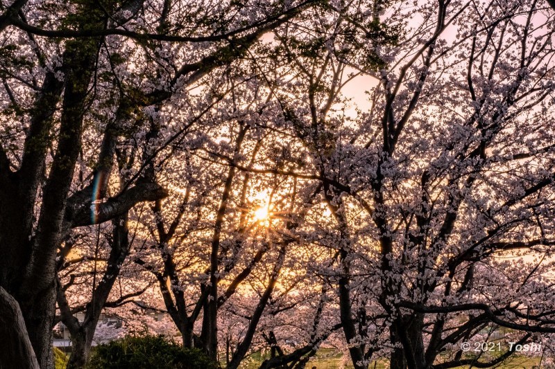 出しそびれた桜　藤原京_c0350572_22531000.jpg