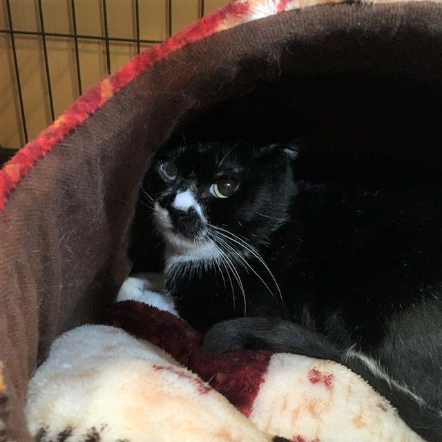 群馬の多頭飼育の子たち 続報_c0268274_16204266.jpeg