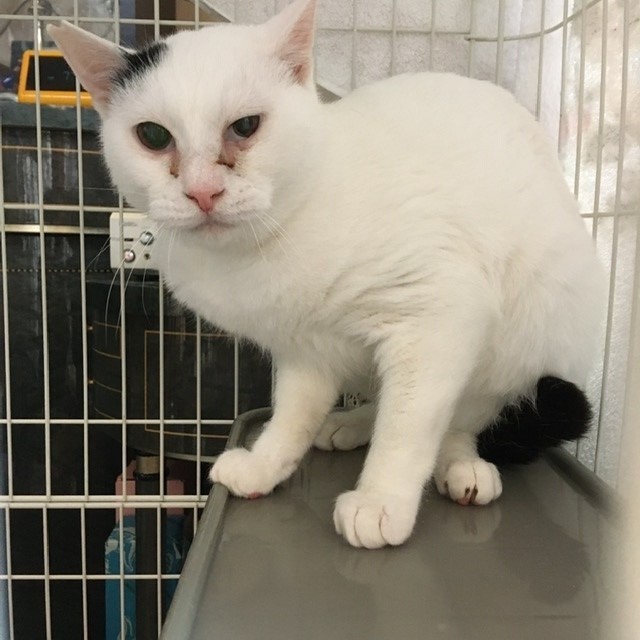 群馬の多頭飼育の子たち 続報_c0268274_16332185.jpeg