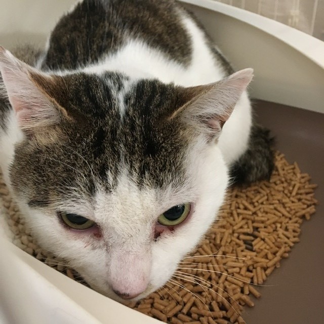 群馬の多頭飼育の子たち 続報_c0268274_16333066.jpeg