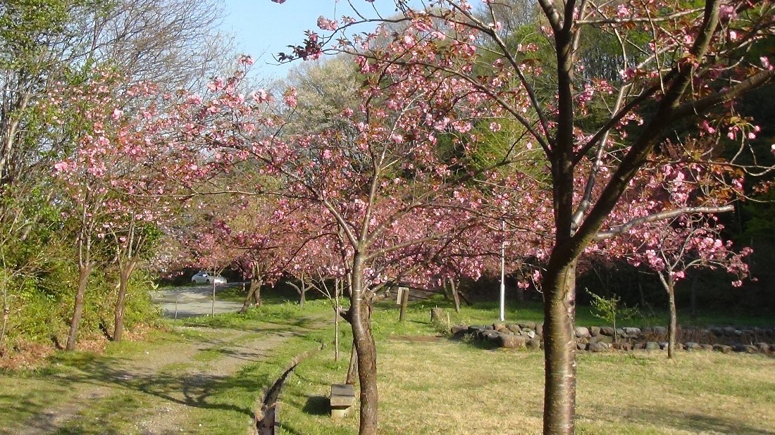 五智公園の八重桜！_e0065084_20303906.jpg