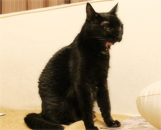 ヒナ、調子がいい日_a0389088_19402737.jpg