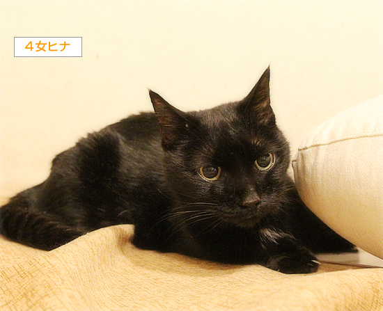 ヒナ、調子がいい日_a0389088_19402774.jpg