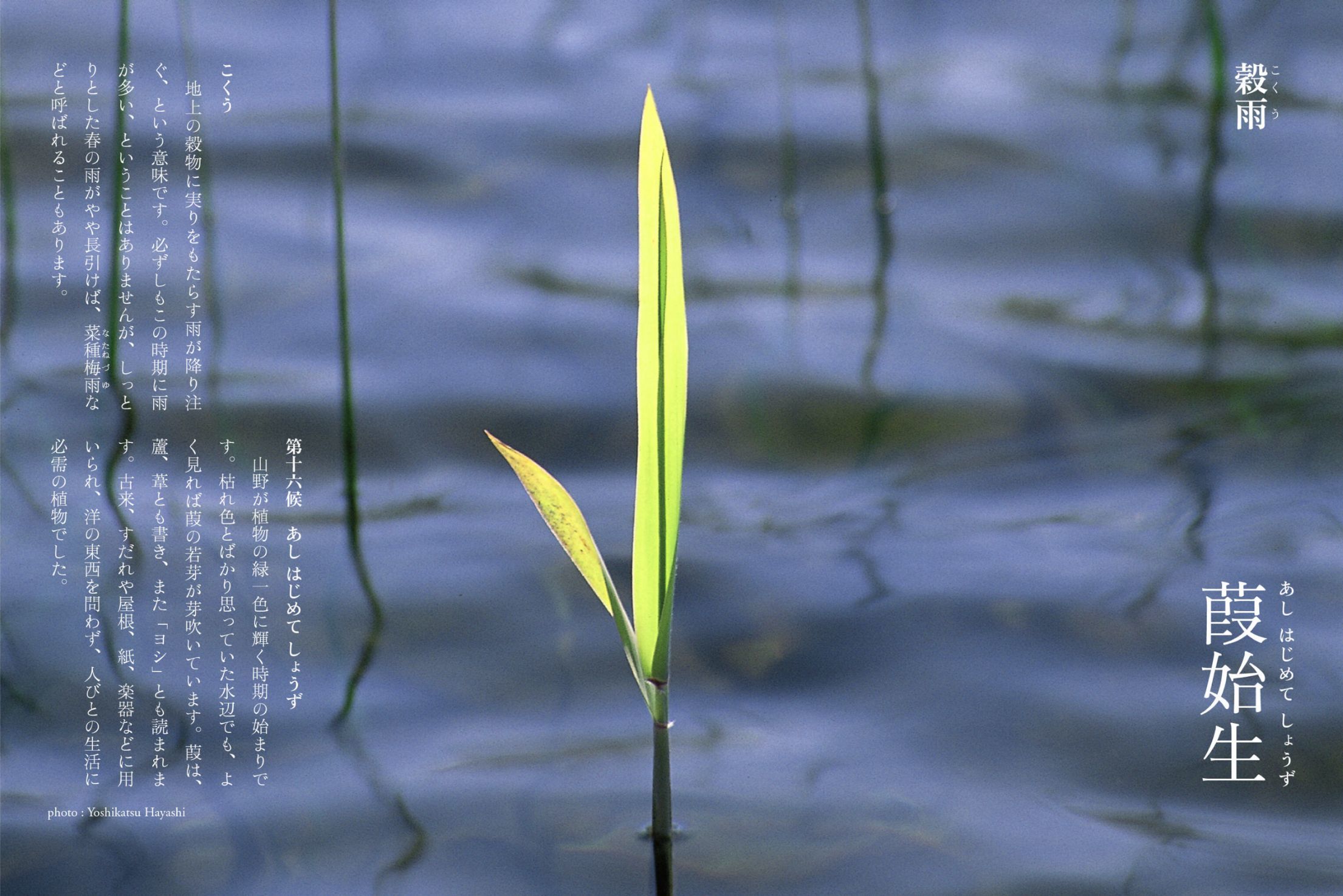 朝から好天だと思っていたら昼前から急激な気温低下と強風に_c0025115_21414702.jpg