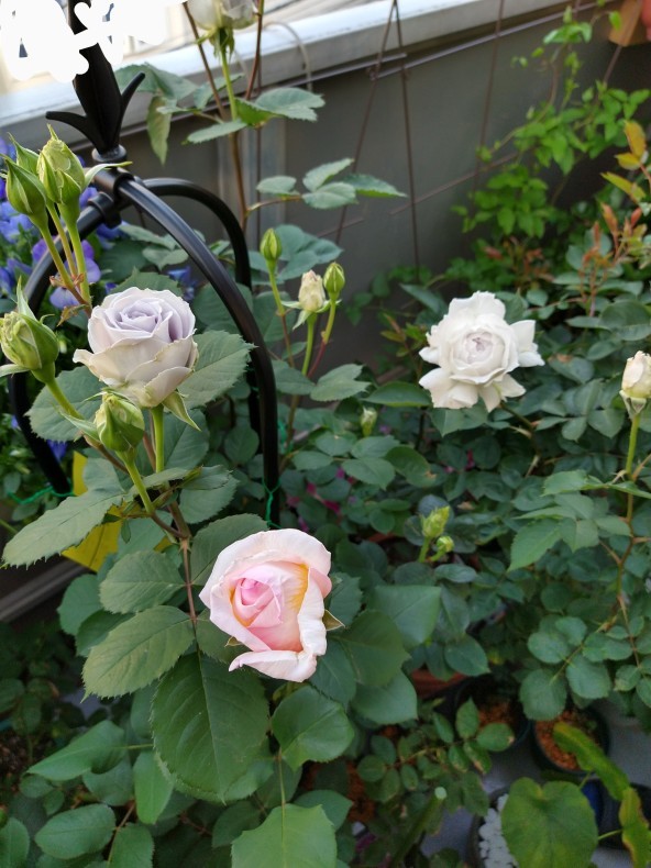 薫乃 ブルーグラビティも咲きはじめ 美しく香りも素晴らしい薔薇 ガブリエル ベランダ栽培