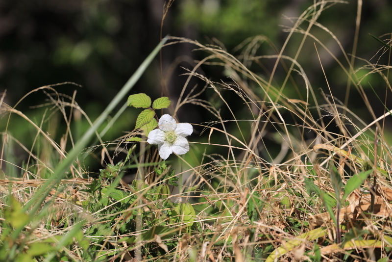 長瀞・通り抜けの桜_d0026817_15320880.jpg