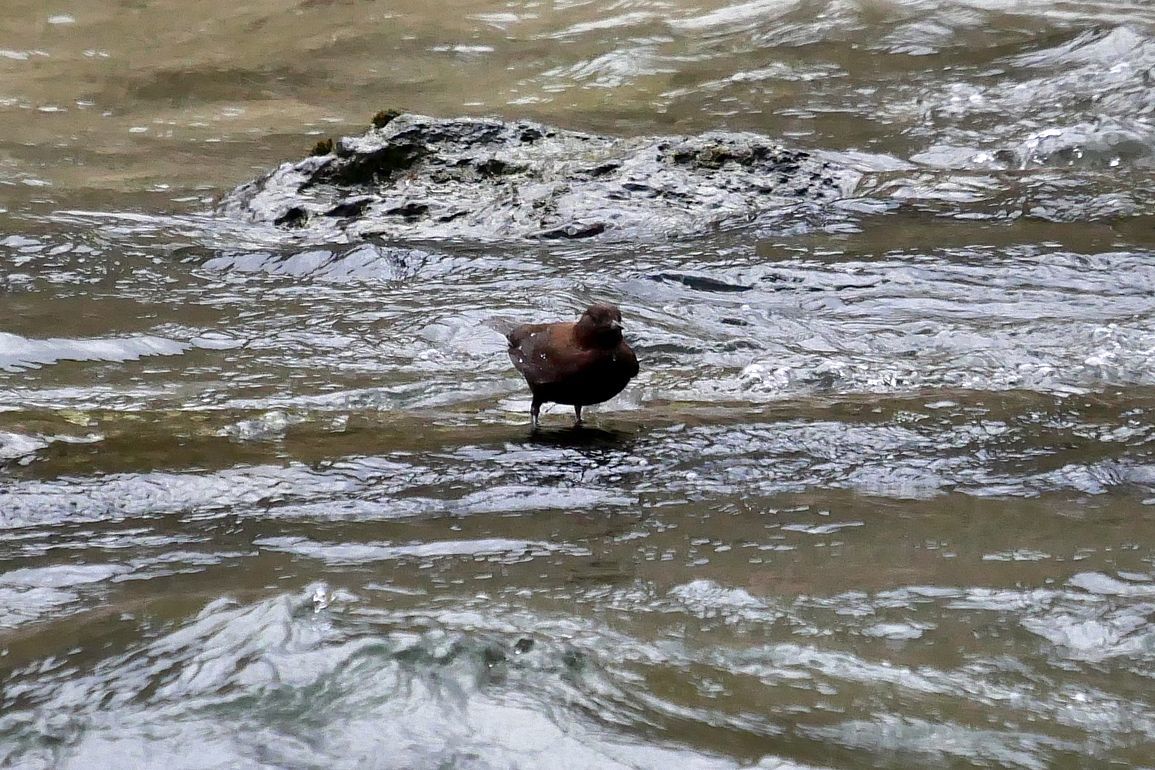 カワガラス現る! 渓流の忍者か♪ 吹割の滝・片品川_a0031821_17163362.jpg