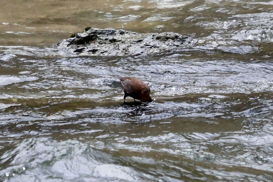 カワガラス現る! 渓流の忍者か♪ 吹割の滝・片品川_a0031821_17180271.jpg