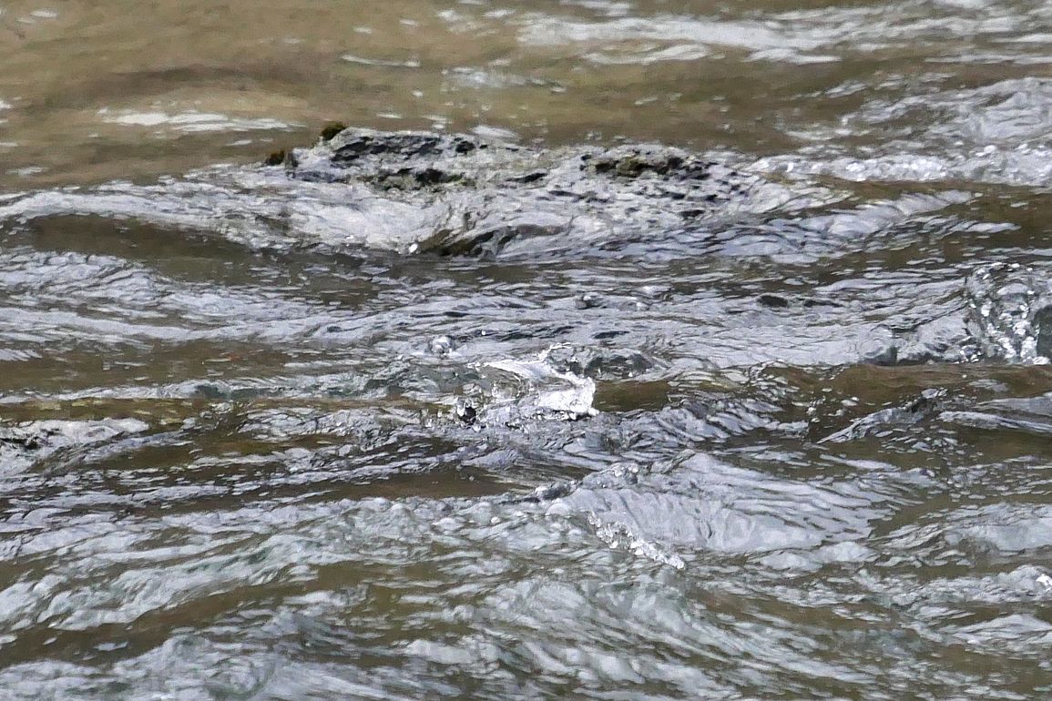 カワガラス現る! 渓流の忍者か♪ 吹割の滝・片品川_a0031821_17203760.jpg