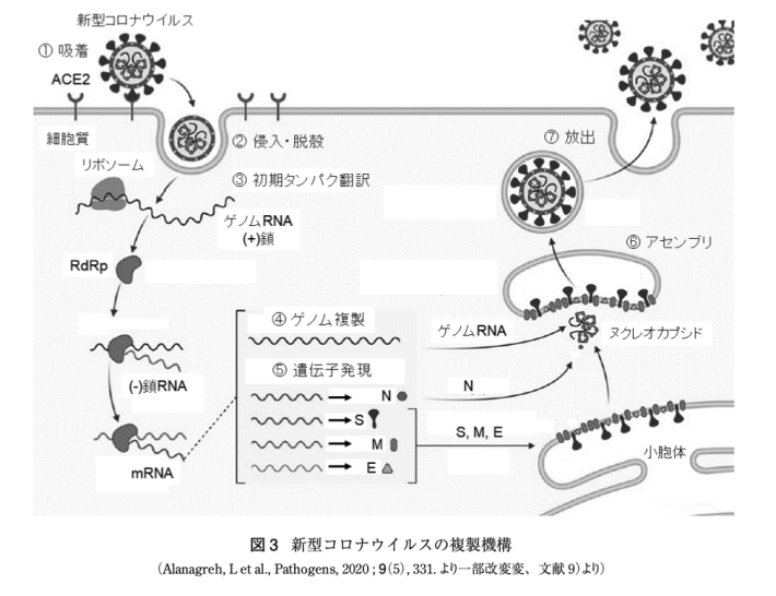【COVID-19のすべて？】新型コロナのすべては出揃っていた！？→俺「無知は犯罪だ！」「バカは死んでも治らない！」_a0386130_07564366.png