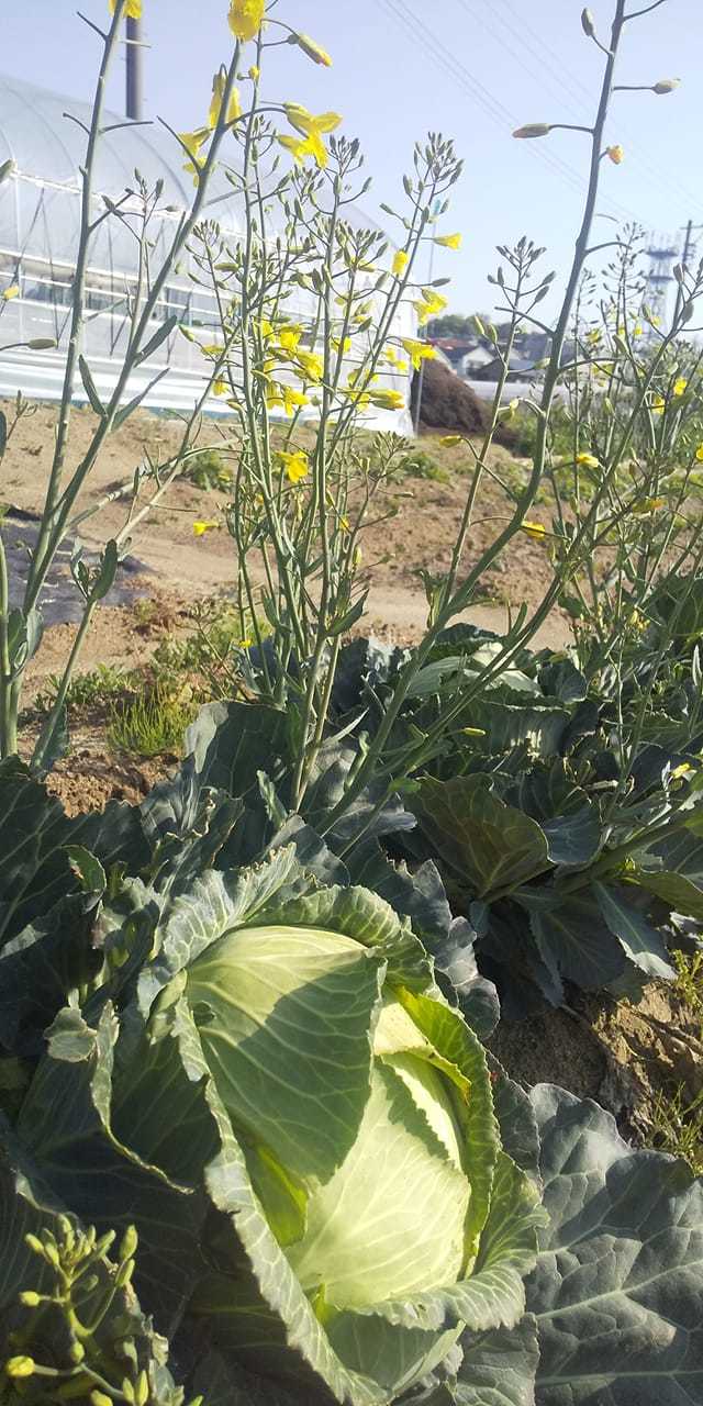 あいちの伝統野菜 畑から あいちの伝統野菜 畑から